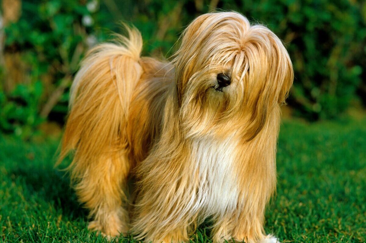 The Top 13 Most Popular Long-Haired Dog Breeds