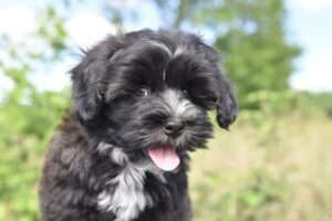 Top 10 Toy Dog Breeds That Stay Just Like Puppies
Forever