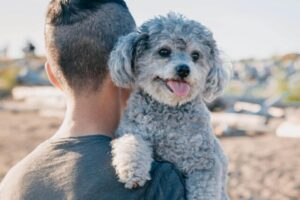 Top 12 Dog Breeds Who Are Most Likely To Follow You
‘Everywhere’