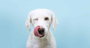 Top 12 Weird Facts About A Dog’s Sense of Taste