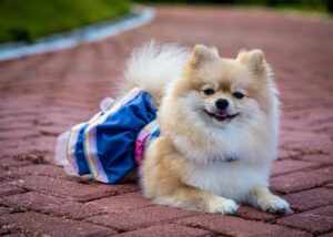 Top 15 Best Dog Breeds For Someone In Their 70s