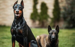 Top 15 Best Guard Dog Breeds