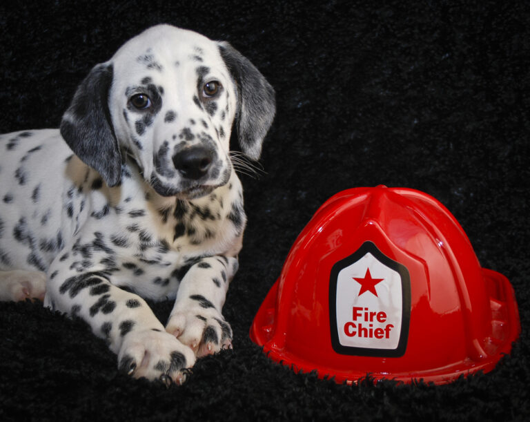 Why Are Dalmatians Associated With Firemen? Breed History in
the Fire Service