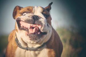 Why Do Dogs Howl at Sirens? The Answer Is More Complex Than
You Think