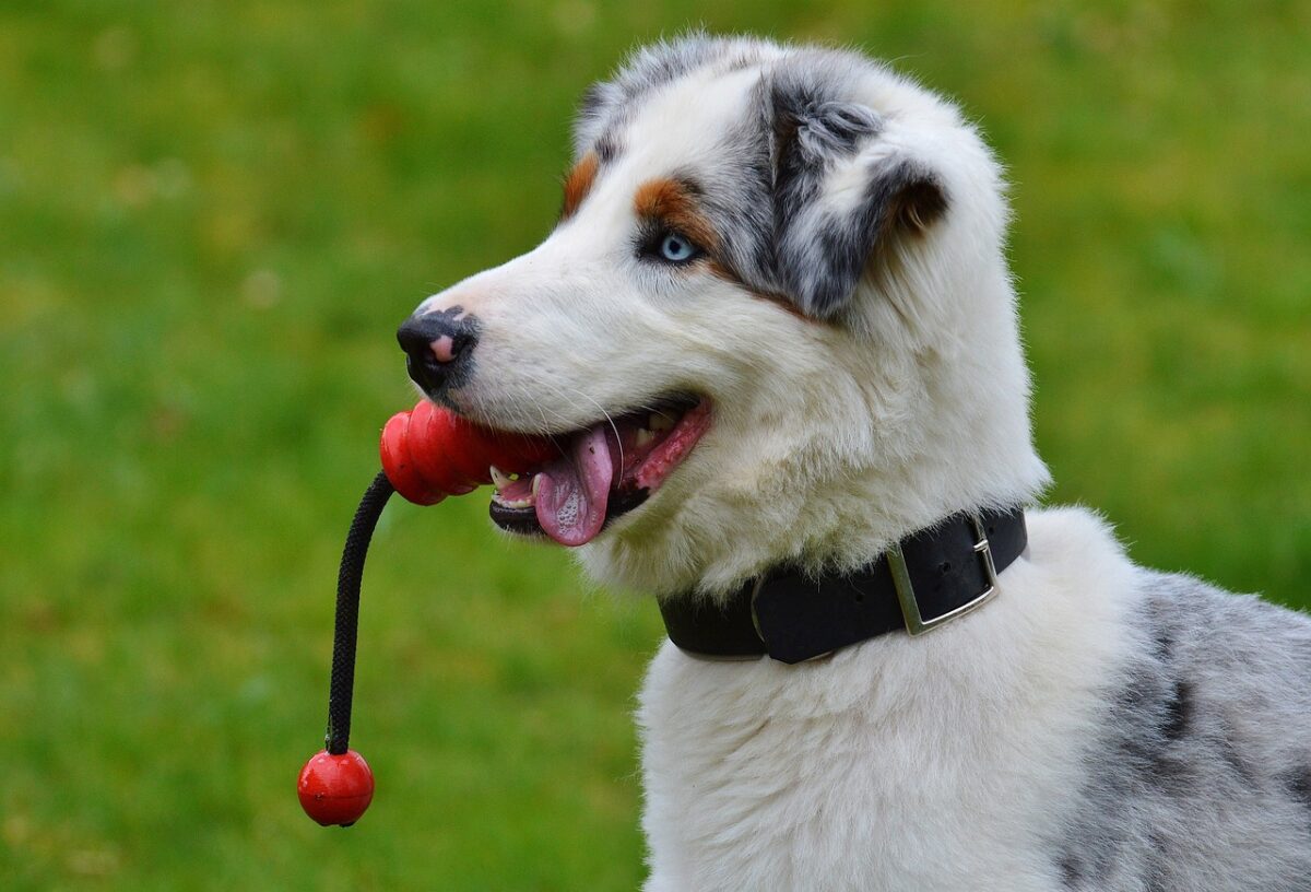 Why Do Dogs Shake Their Toys?