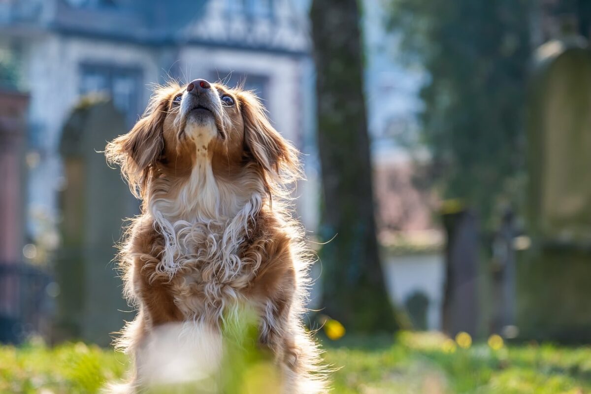 Why Do Dogs Sometimes Snap at the Air? It’s Not Always About
Flies