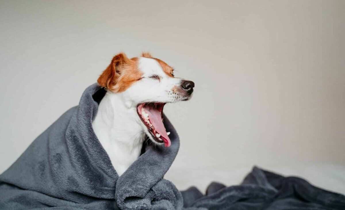 Why Dogs Yawn: It’s Not Always About Being Tired