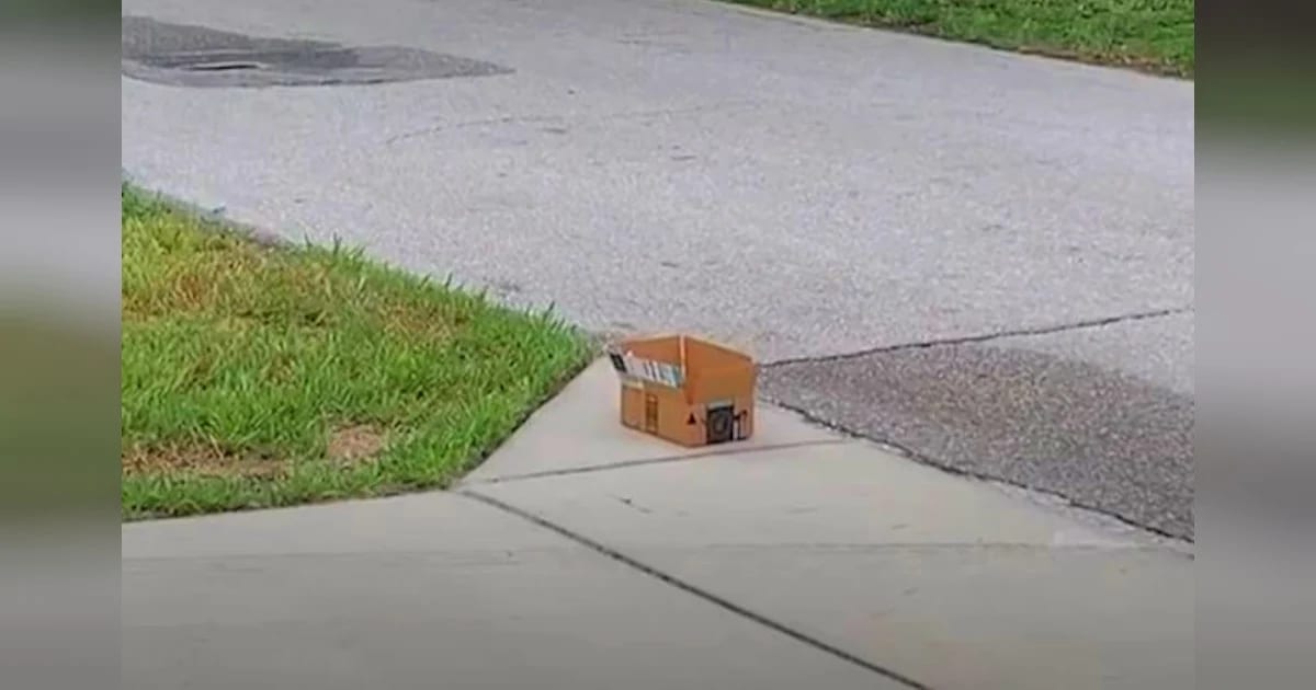 Woman Walking Down Street Hears Tiny Cries Coming from a
Box