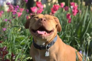 10 Dog Breeds That Absolutely Thrive in the Sunshine