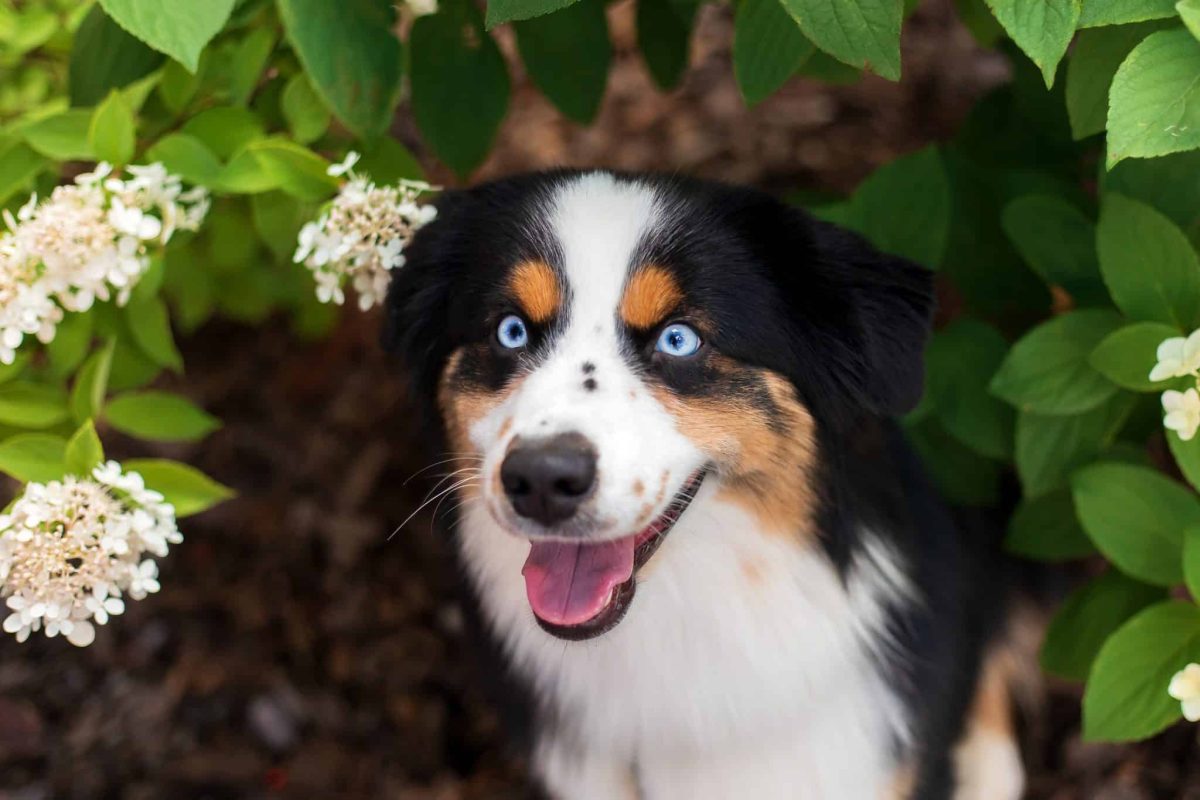 10 Dogs with Eyes That Seem to Read Your Every
Thought