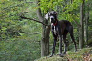 11 Dog Breeds That Make The Best Guard Dogs