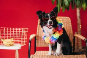 11 Dog Breeds Who Are Prone To Quirky Habits