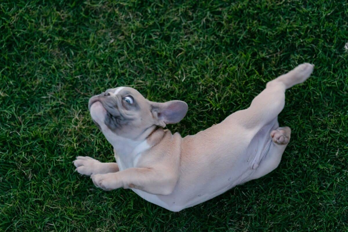 11 Health Benefits Dogs Get From Rolling In Grass