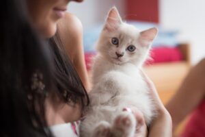 11 Helpful Tips For Bringing Home A Stray Cat