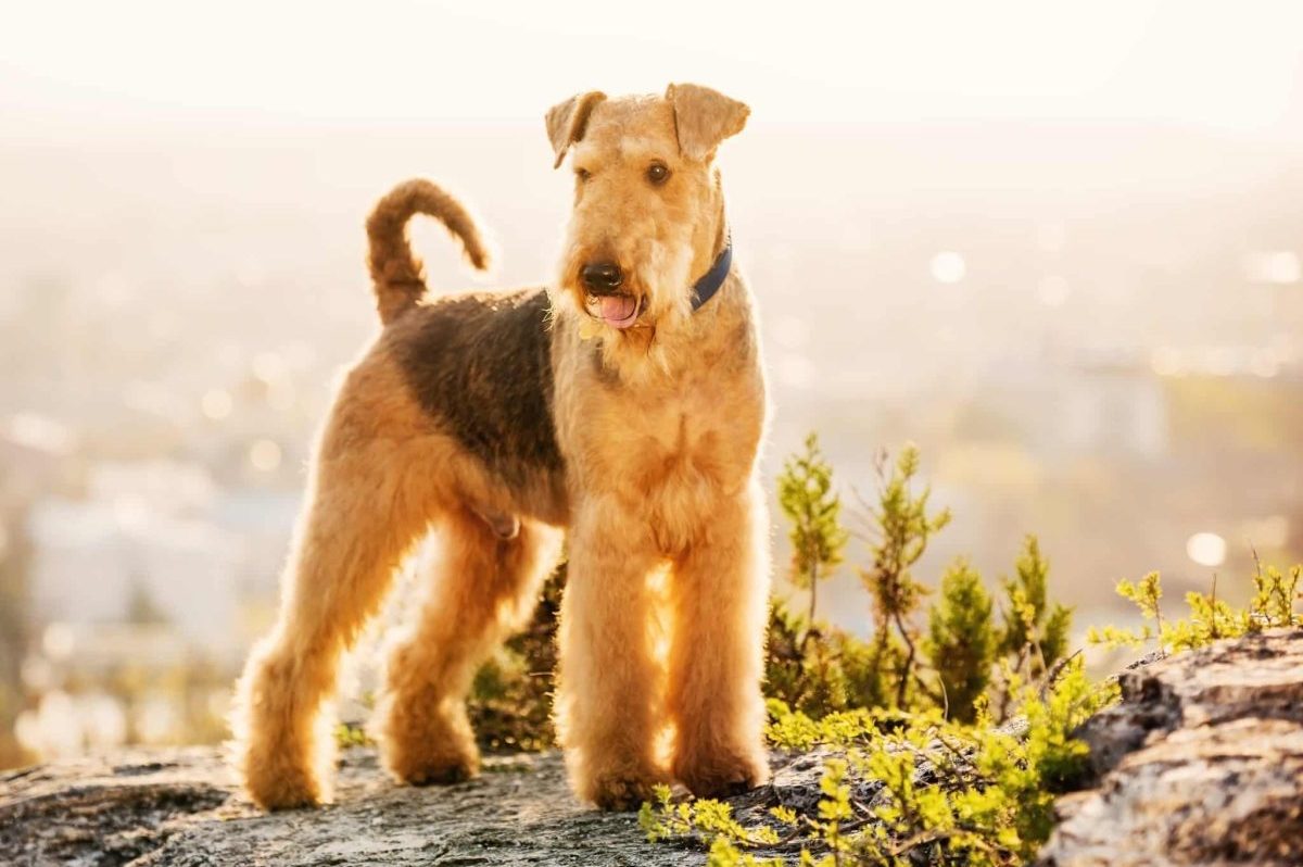 11 Reasons Why the Airedale Terrier Is the ‘King of
Terriers’