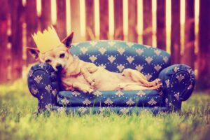 11 Reasons Your Dog Deserves the Royal Treatment Every
Day