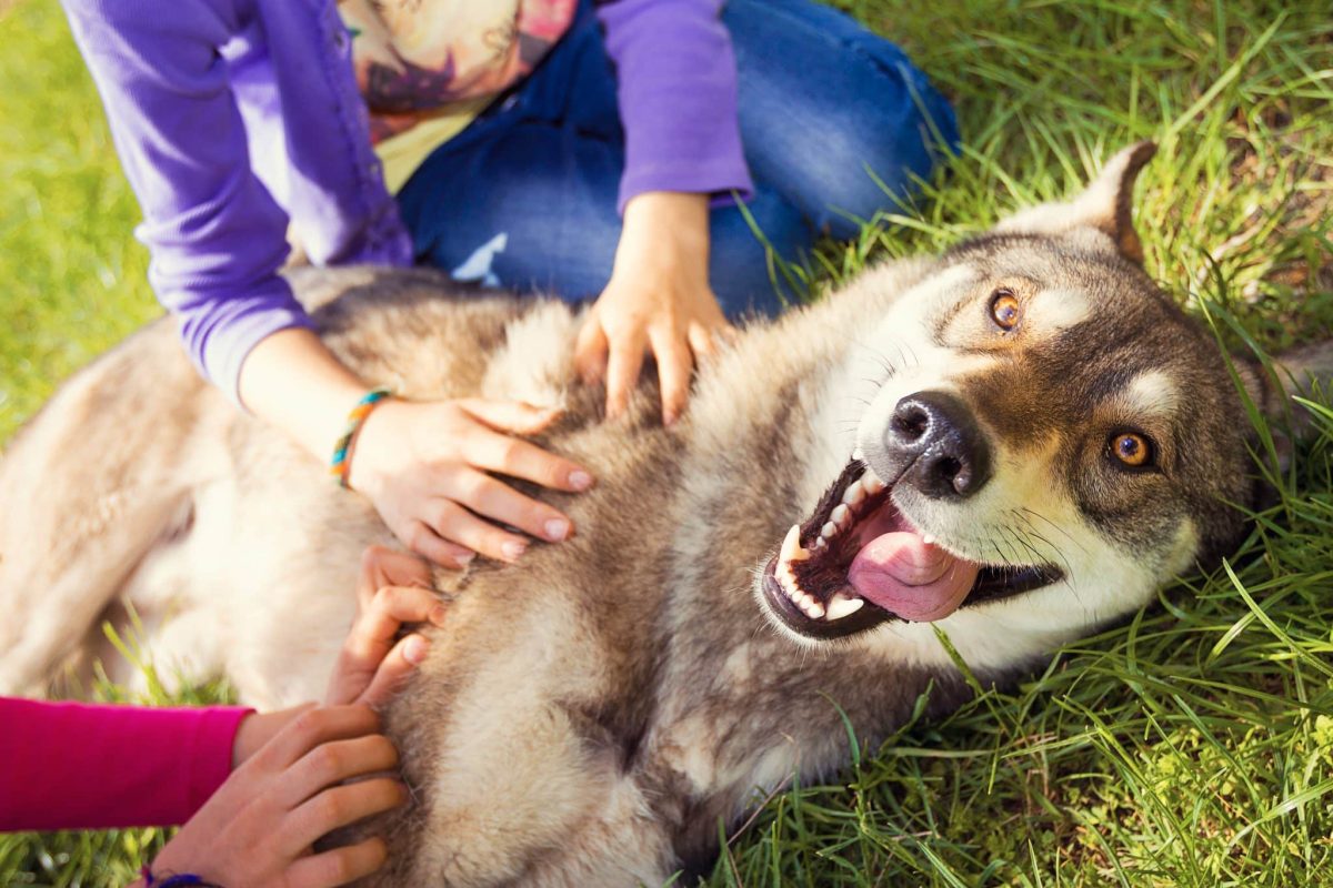 12 Dog Breeds That Live for Being the Center of
Attention