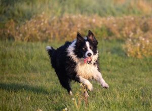 12 Dog Breeds Who’ll Help You Stay Active and Fit