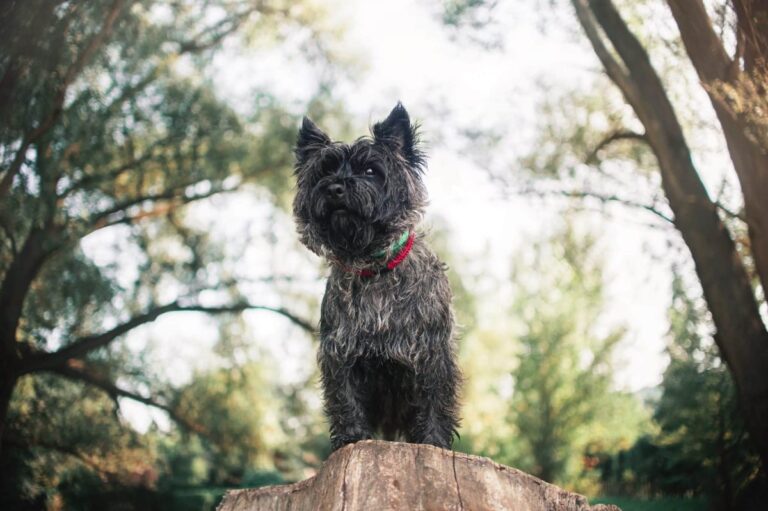 13 Dog Breeds That Love High Places