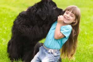 13 Dog Breeds Who Act Like Gentle Giants