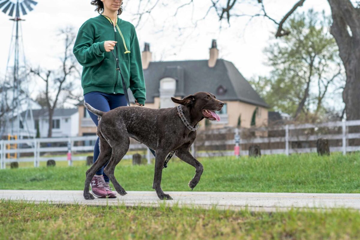 13 Dog Breeds Who Are Perfect for Active Families