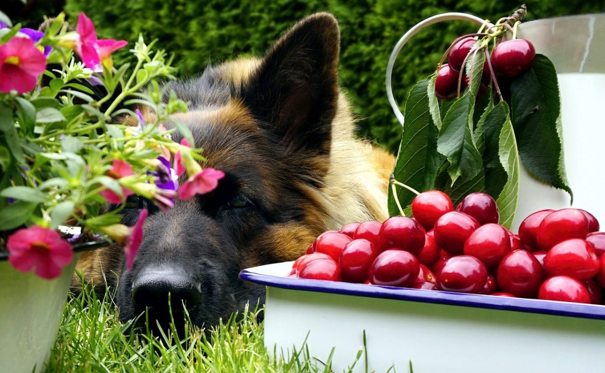 13 Popular Human Foods That Are Poisonous To Your
Dog