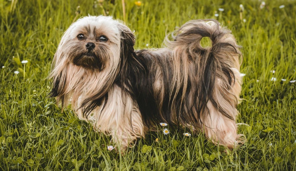 15 Least Aggressive Dog Breeds On Earth