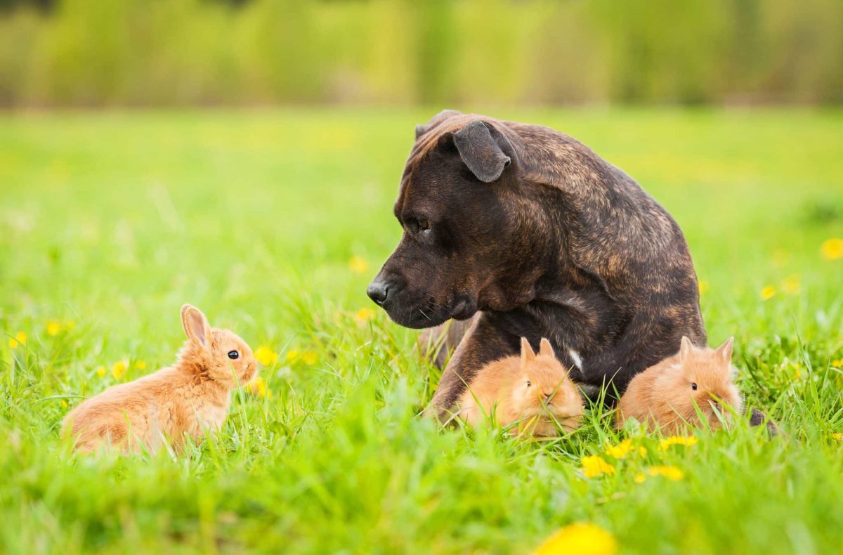 15 Proud Moments Dogs Give Us That Make Our Hearts
Soar