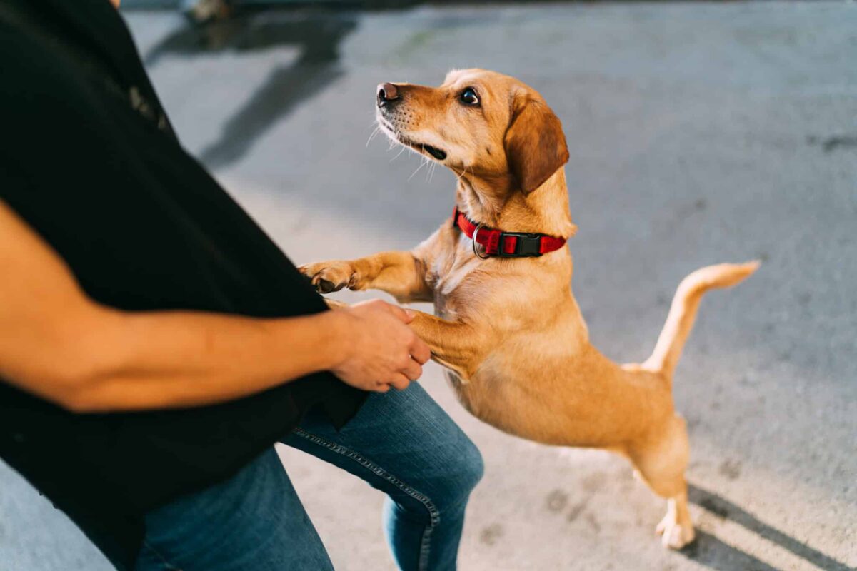 15 Ways Dogs Show They Love You Without Words