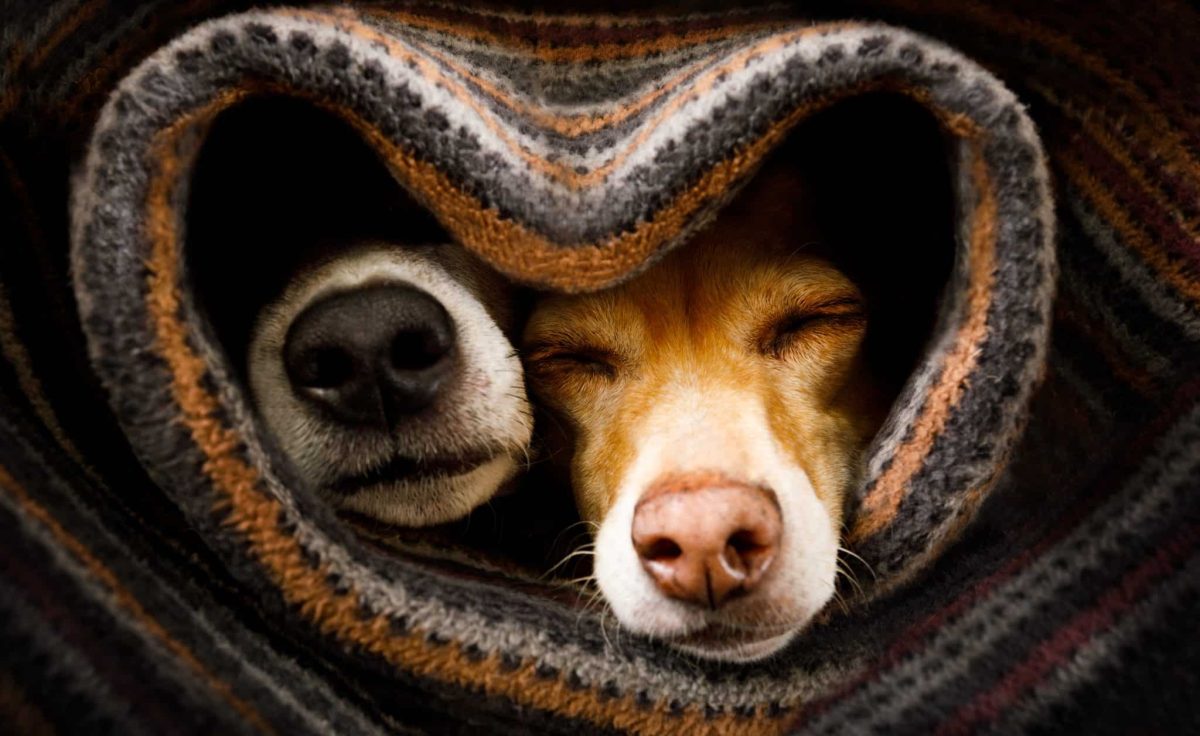 16 Dog Breeds That Love Couch Time and Cuddles as Much as
You Do