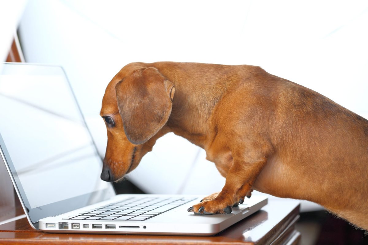 16 Most Searched for Dog Breeds On Google