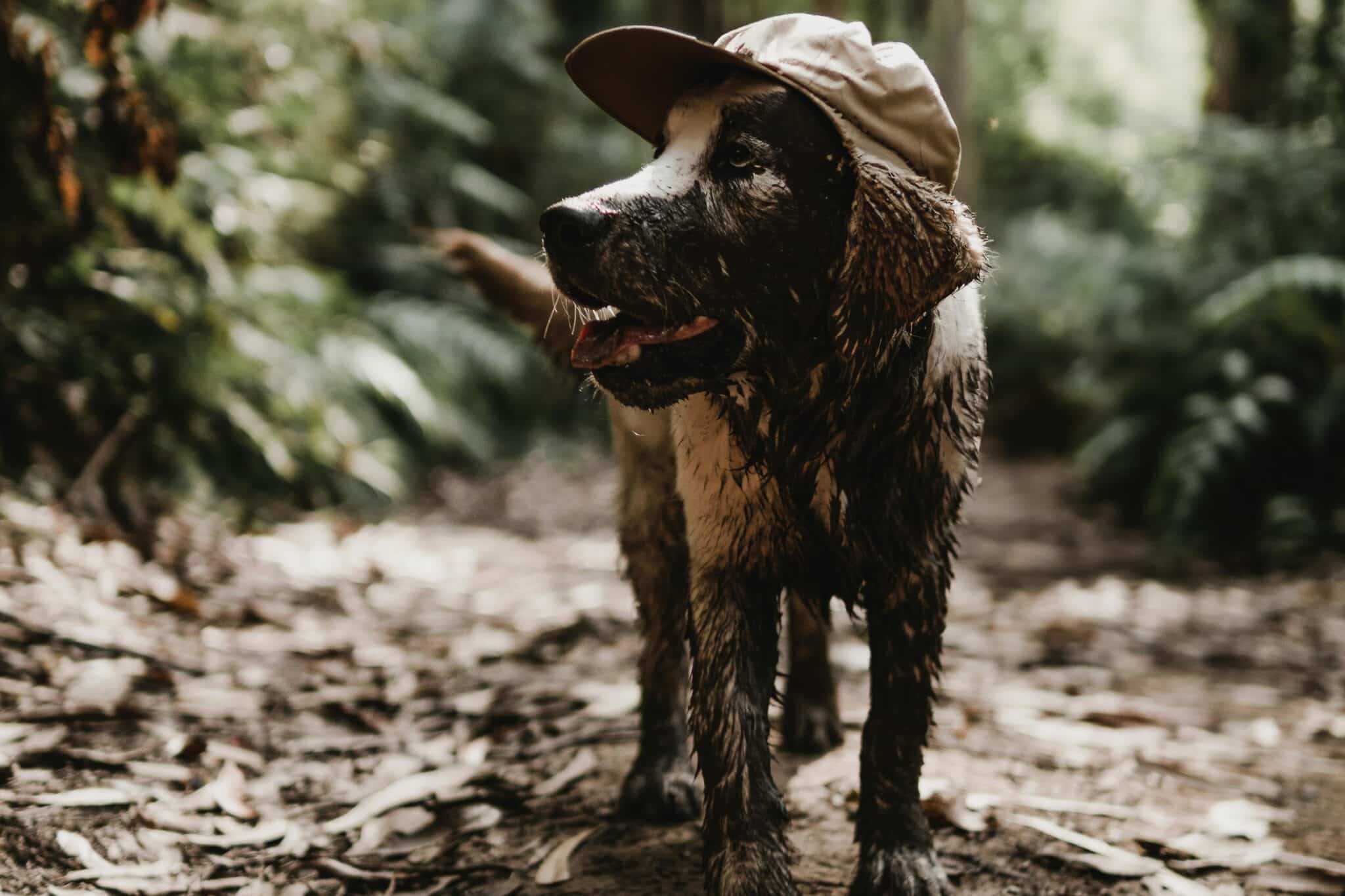 17 Dog Breeds That Make Great Hiking Buddies