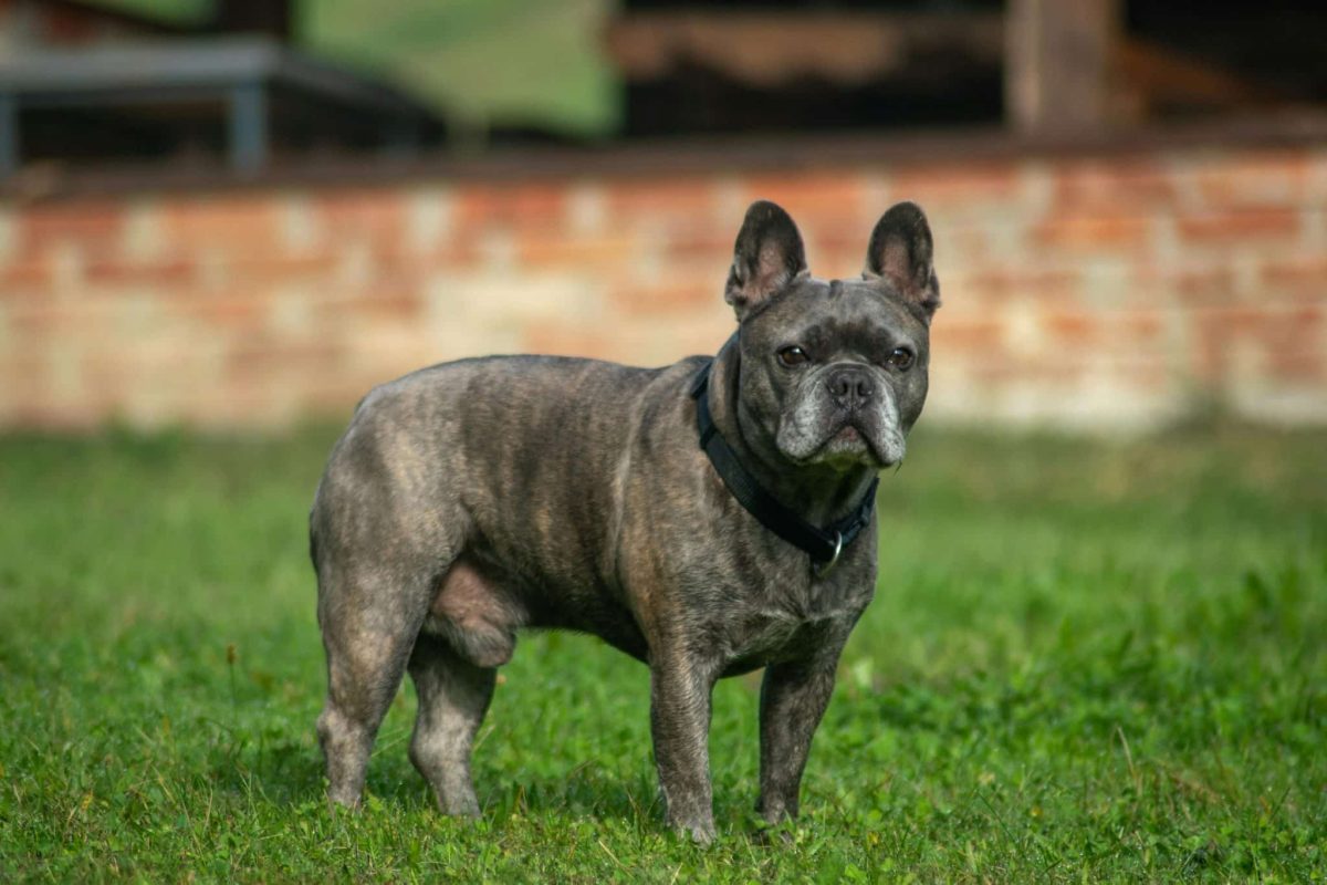 17 Dog Breeds at the Greatest Risk of Dying Young