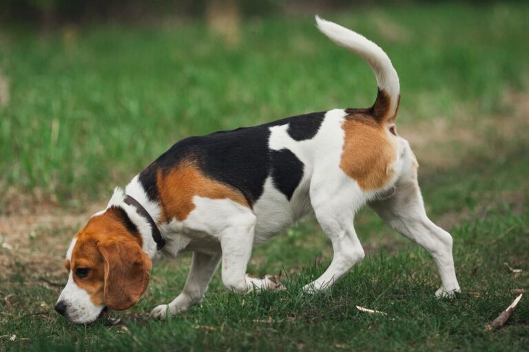 8 Dog Breeds That Are Masters At Scent Tracking