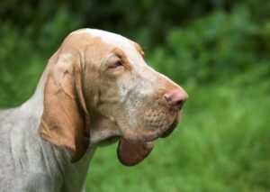 9 Fun Facts You Didn’t Know About Bloodhounds