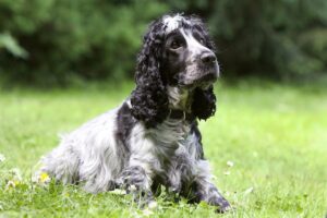 9 Fun Facts You Didn’t Know About Cocker Spaniels