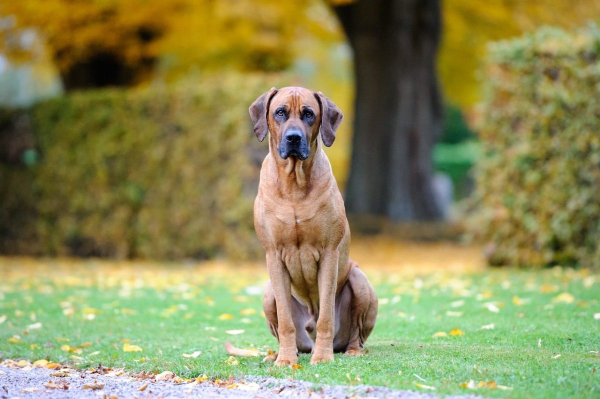 9 Fun Facts You Didn’t Know About Rhodesian
Ridgebacks