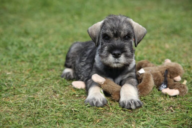 9 Fun Facts You Didn’t Know About Schnauzers