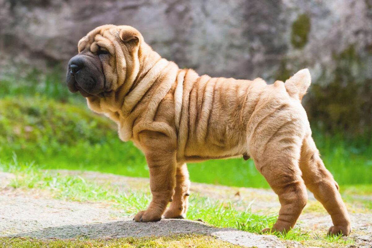 9 Fun Facts You Didn’t Know About Shar Peis