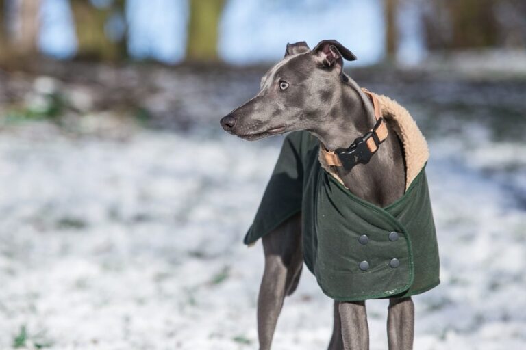 9 Fun Facts You Didn’t Know About Whippets