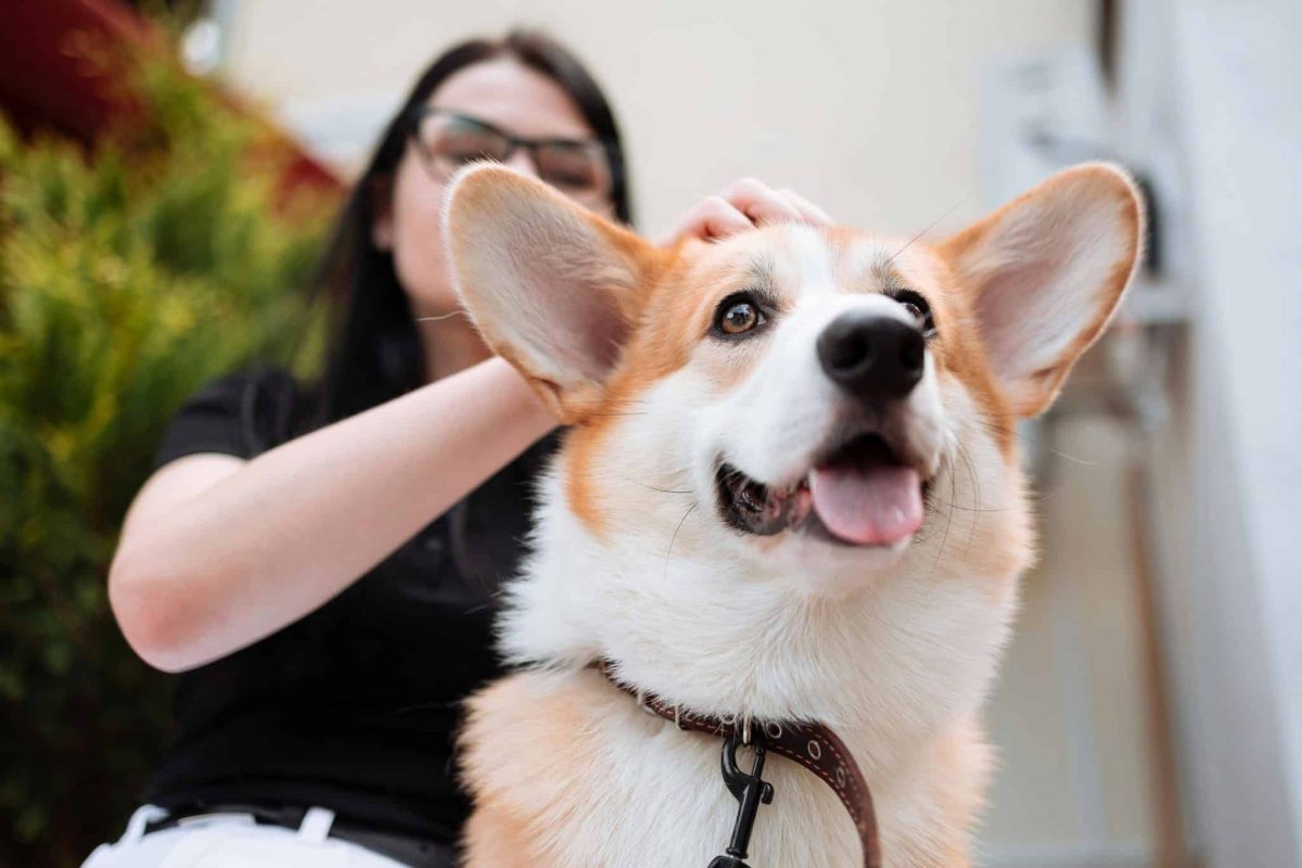 9 Reasons Dogs Are Better Than Therapy