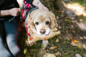 9 Reasons Why Dogs Can’t Resist Squeaky Toys