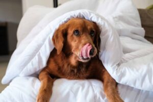 9 Reasons Why Dogs Love To Be Under Blankets