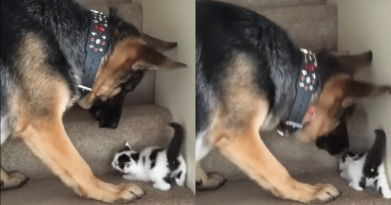 Dog Comes to the Rescue as Tiny Kitten Struggles with
Stairs, and It’s Adorable