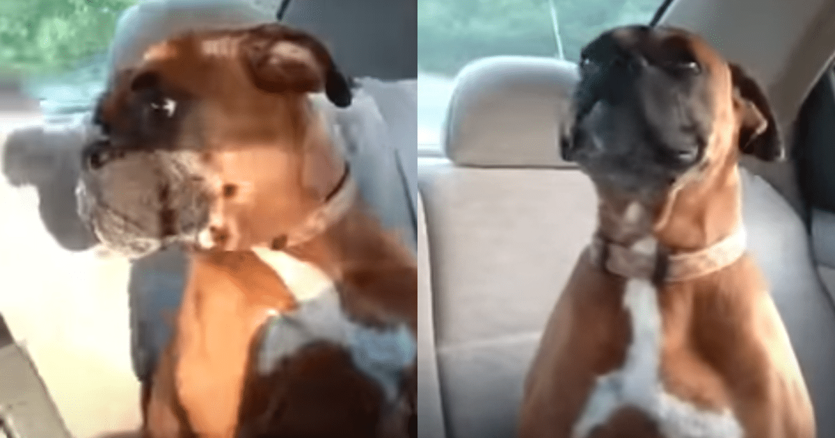 Dog Sneaks to Neighbor’s Daily and Shows ‘Attitude’ When Mom
Picks Her Up