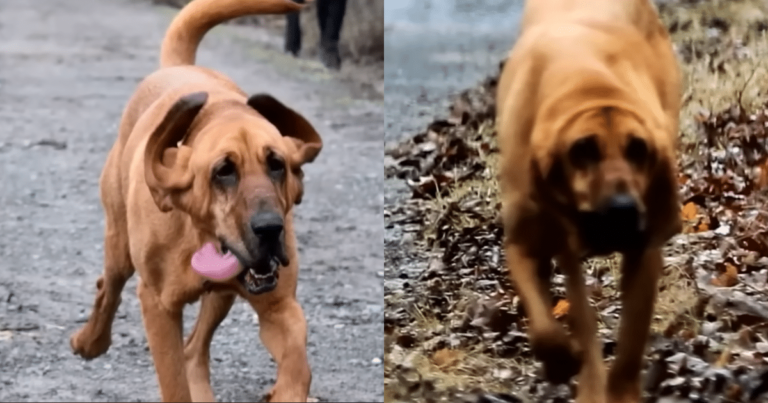 Dog’s Hilarious Accidental Marathon Run After Mom Lets Her
Out