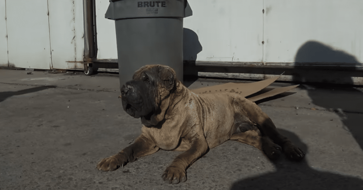 Elderly Dog, Swollen and Abandoned, Takes Refuge in Empty
Lot