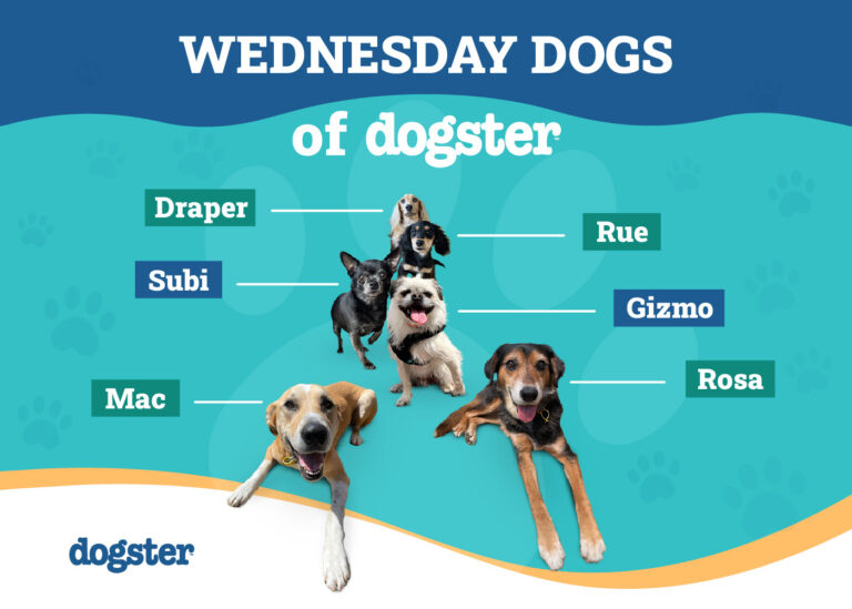 Favorite Things: The Wednesday Dogs of Dogster
Respond