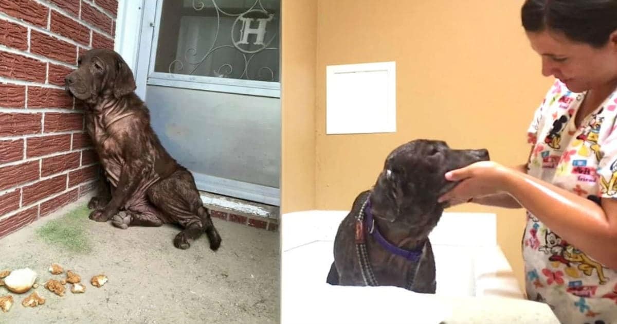 First Bath for Homeless Dog Brings Out the Most Heartwarming
Reaction