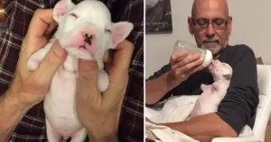 Foster Dad’s Love Gives Dog Missing Front Legs a New Lease
on Life